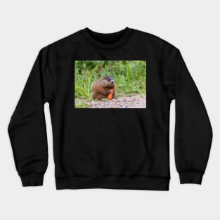 The Beaver feeding on a carrot Crewneck Sweatshirt